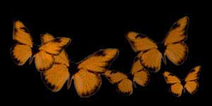 Butterflies
